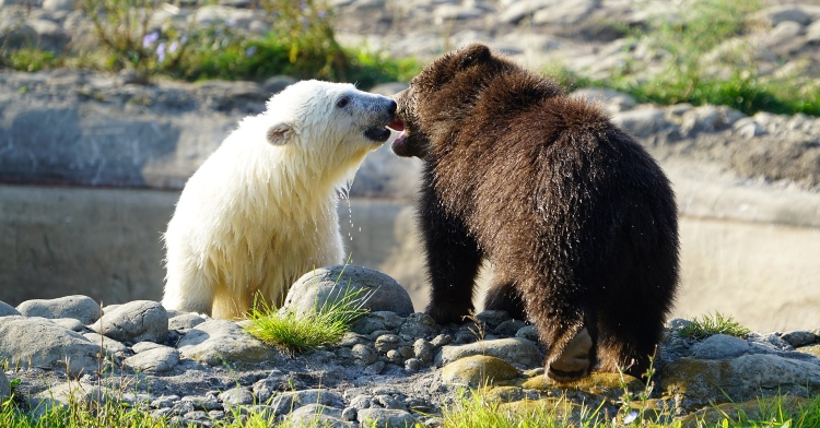 polar bear cub and grizzly bear cub play fighting in a grassy and rocky area