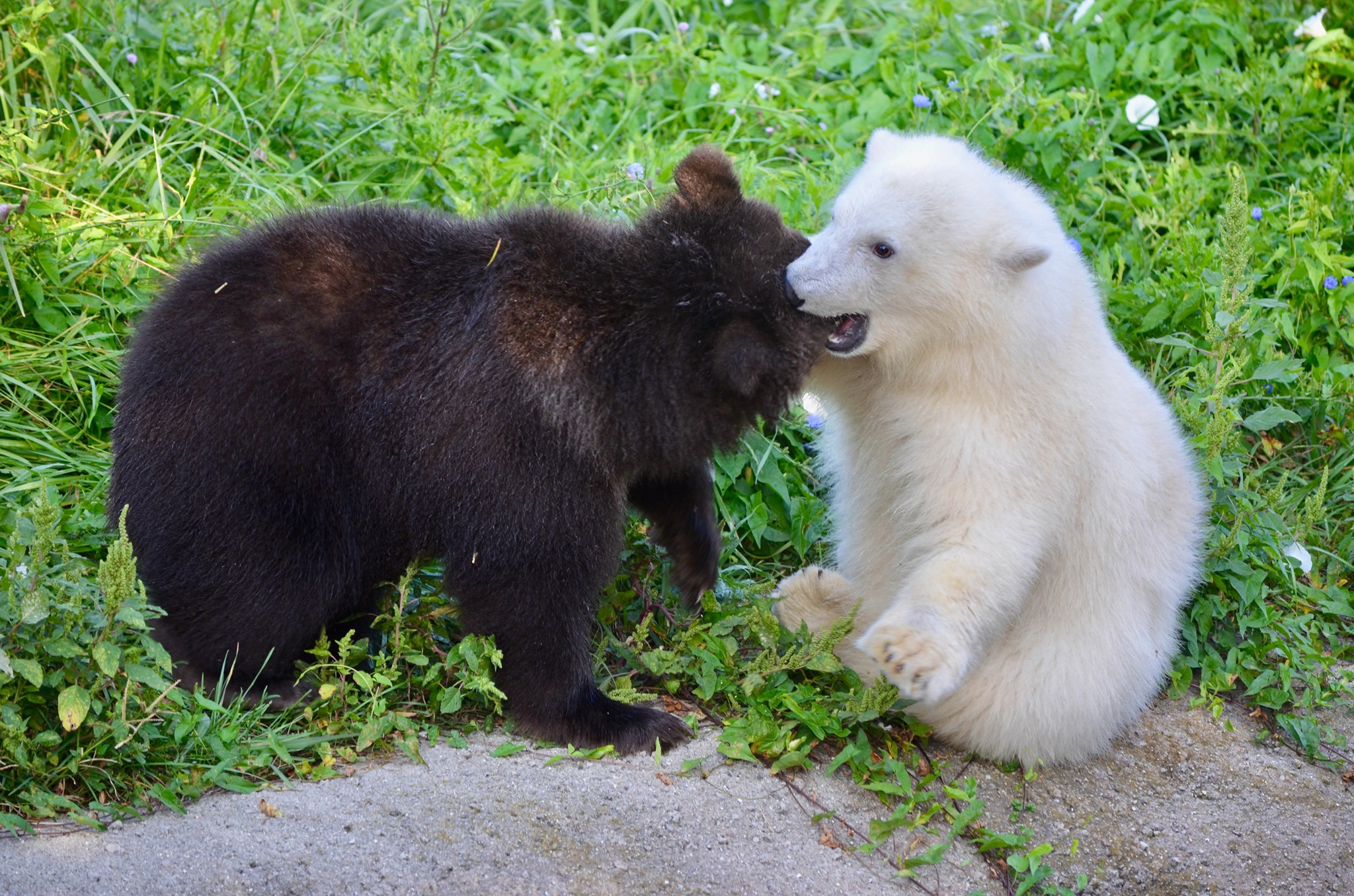 grizzly bear cub and a polar bear cub playing in a grassy area