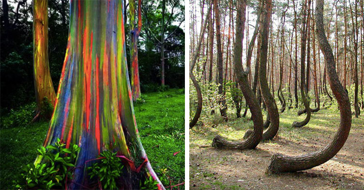 rainbow tree next to curved tree