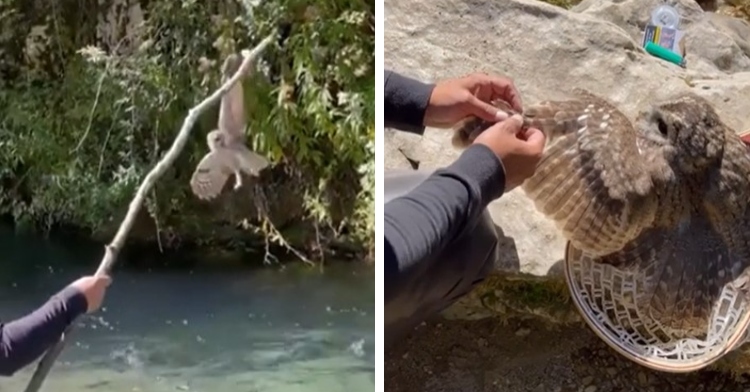 man using a smoldering stick to get an owl off of a fishing line and that same owl sitting on a rock while someone removes a fishing hook from its wing