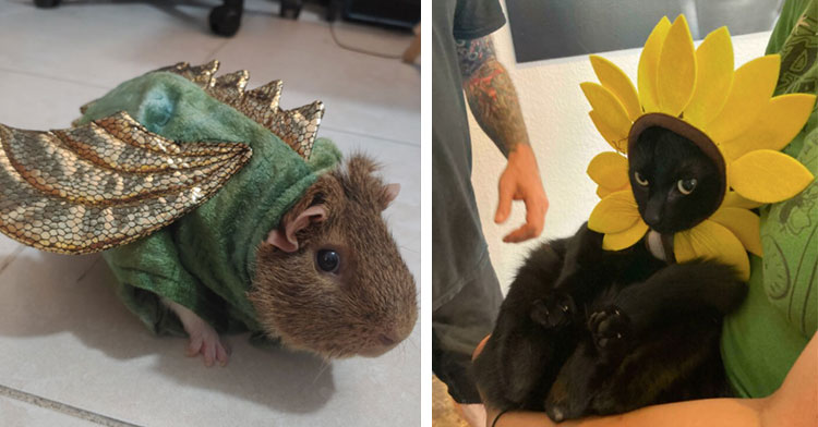 guinea pig in dragon costume next to black cat as sunflower