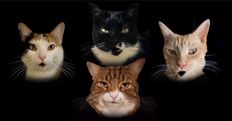 four cat heads edited against a black background like queen's bohemian rhapsody music video