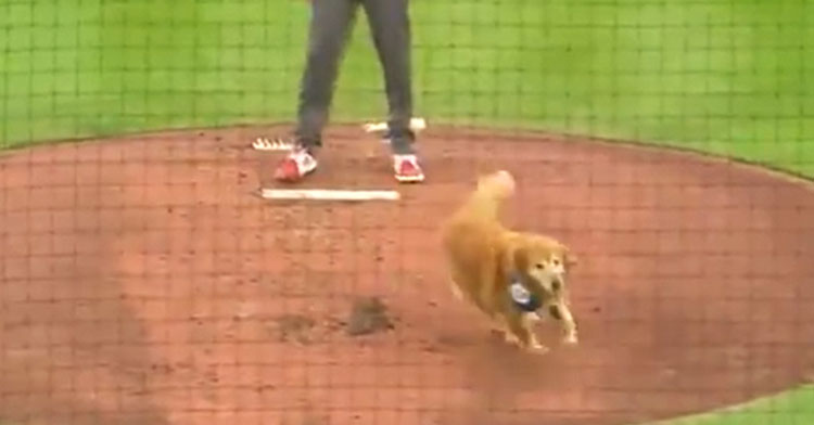 golden retriever running across baseball field