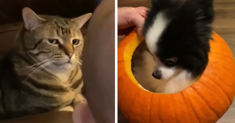 annoyed cat giving side-eye and a small black and white dog sitting inside of a small hollow pumpkin