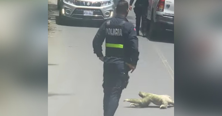 police officer standing in the road while a sloth crosses it