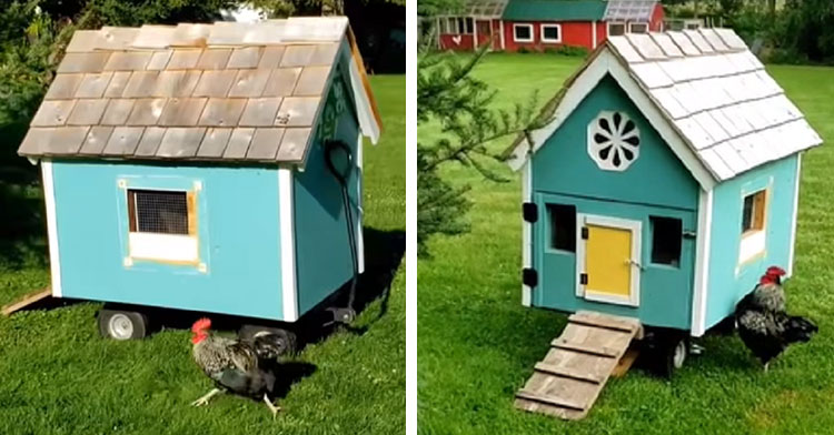 rooster running around blue henhouse