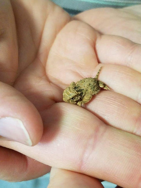 closeup of a tiny baby horned lizard resting on someone's finger
