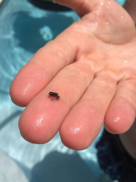 closeup of a super tiny baby frog resting on someone's finger