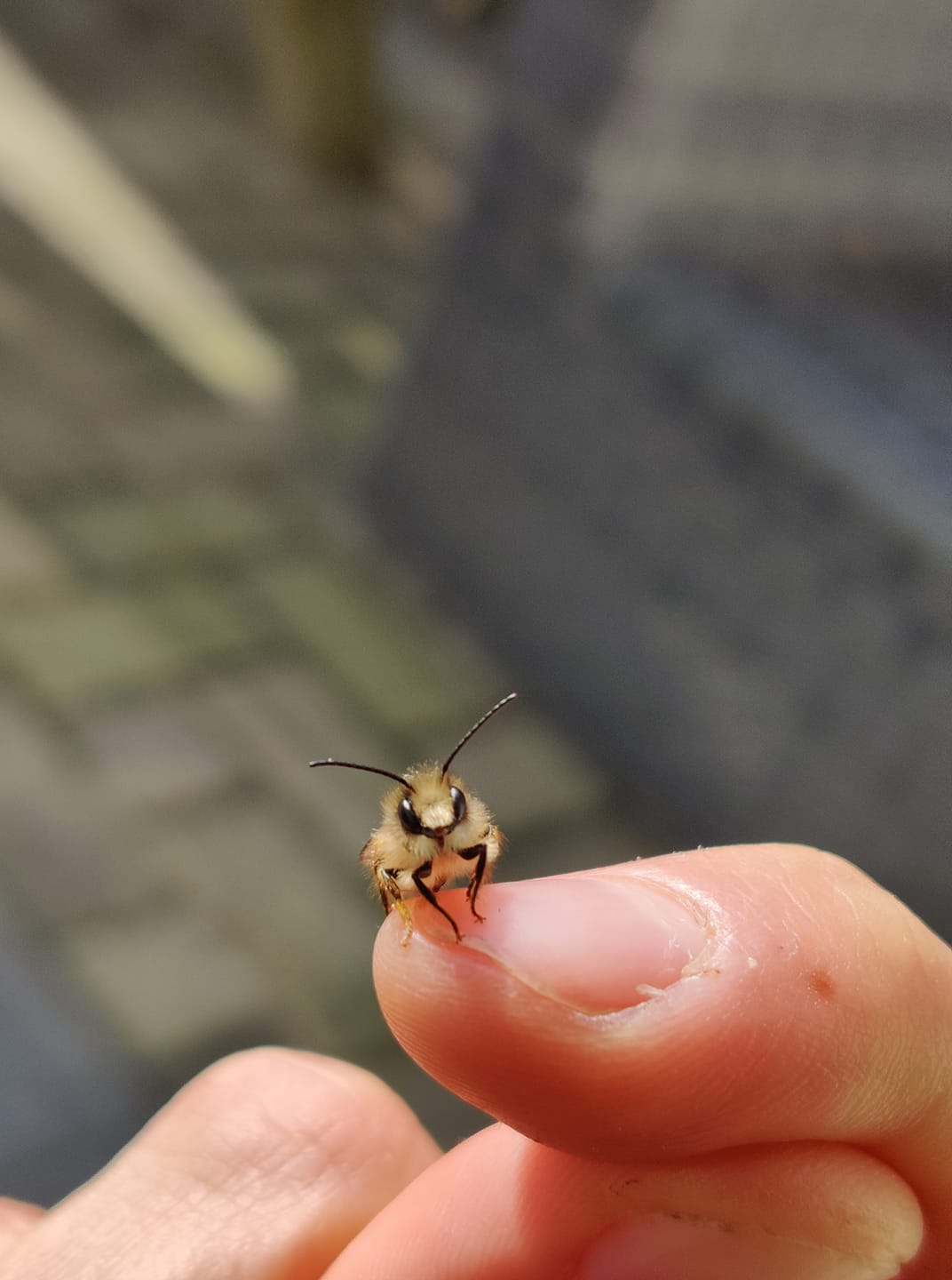 super tiny bee resting on someone's finger