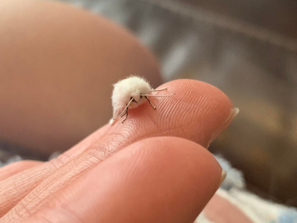 fizzy baby moth resting on someone's finger