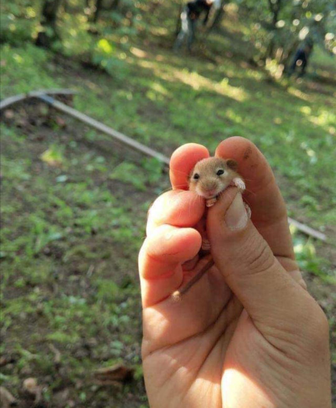 tiny baby hamster being held by someone's fingers