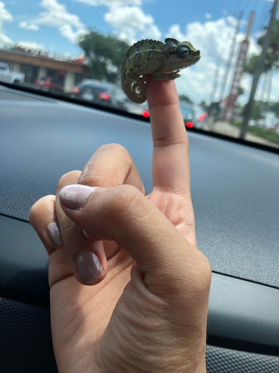 tiny chameleon resting on someone's index finger in a car