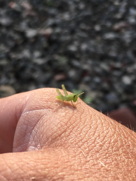 close up of a super tiny grasshopper resting on someone's hand