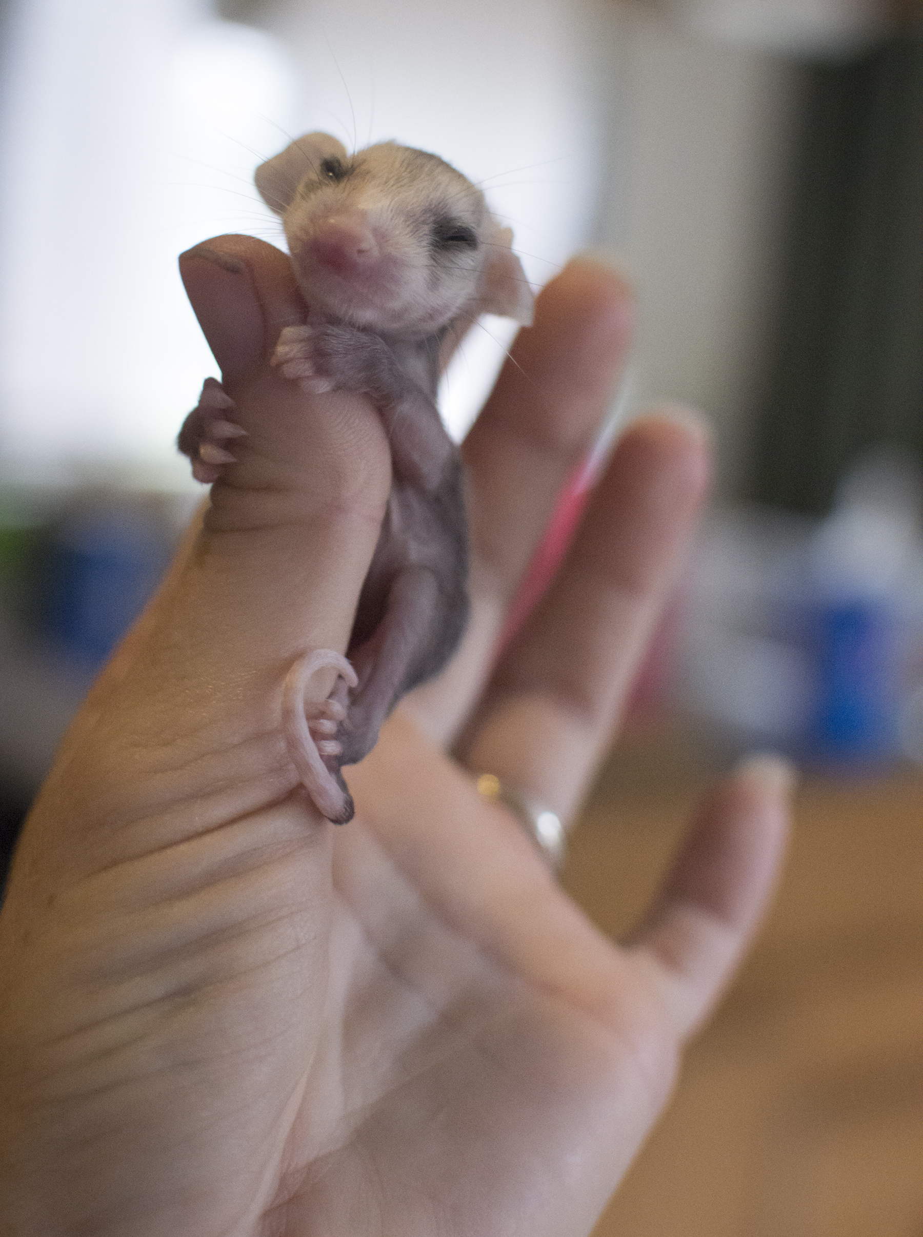 baby opossum wrapped around someone's thumb with its eyes closed