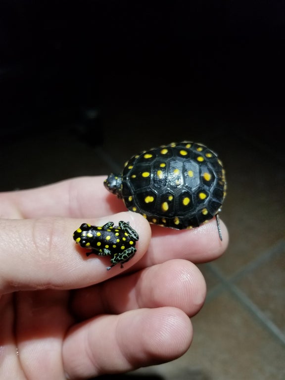 black turtle with yellow spots and a black frog with yellow spots in someone's hand