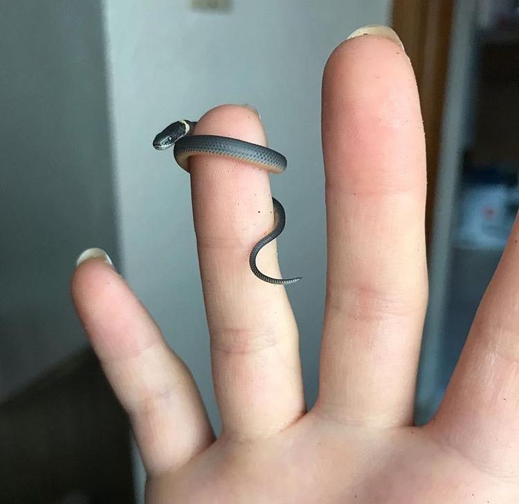 closeup of a super tiny snake wrapped around someone's finger