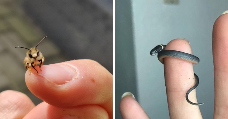 super tiny bee resting on someone's finger and closeup of a super tiny snake wrapped around someone's finger