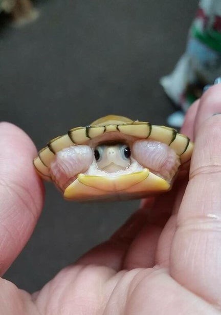 human hands holding a tiny baby turtle 