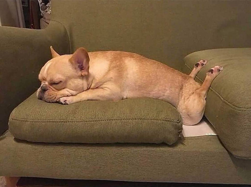 dog sleeping on couch cushion with its legs bent in a way that looks almost broken 