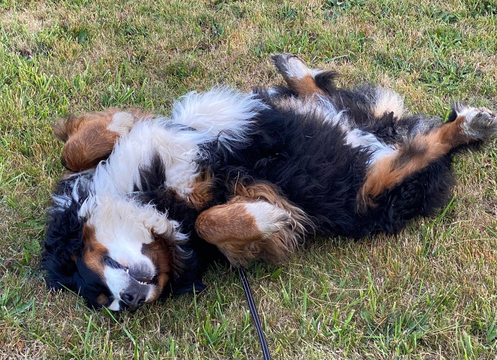 dog laying on its back on grass and smiling