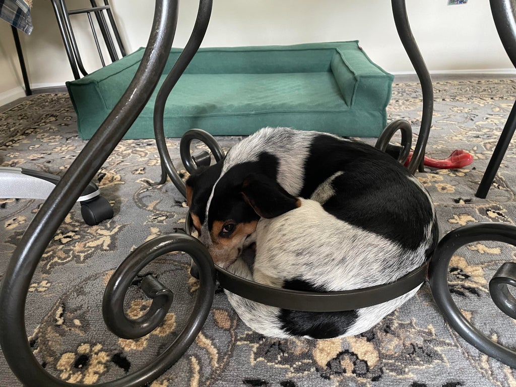 dog curled up in a steel ring between a dining room table's legs