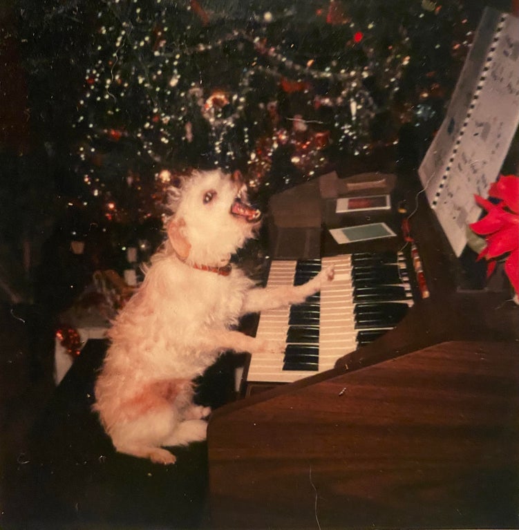 white dog playing an electronic keyboard and singing