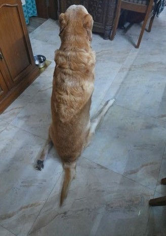 large dog sitting in a kitchen with two legs going in different directions