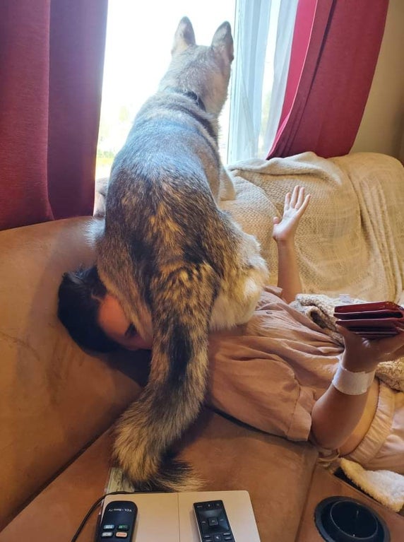 giant dog sitting on a woman's face while looking out a window