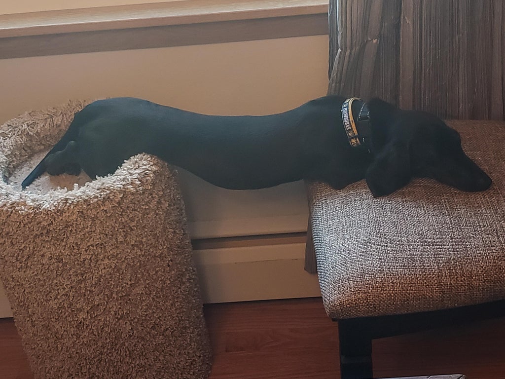 black dog sleeping while resting his head on a chair and his back legs and butt on a cat pedestal 