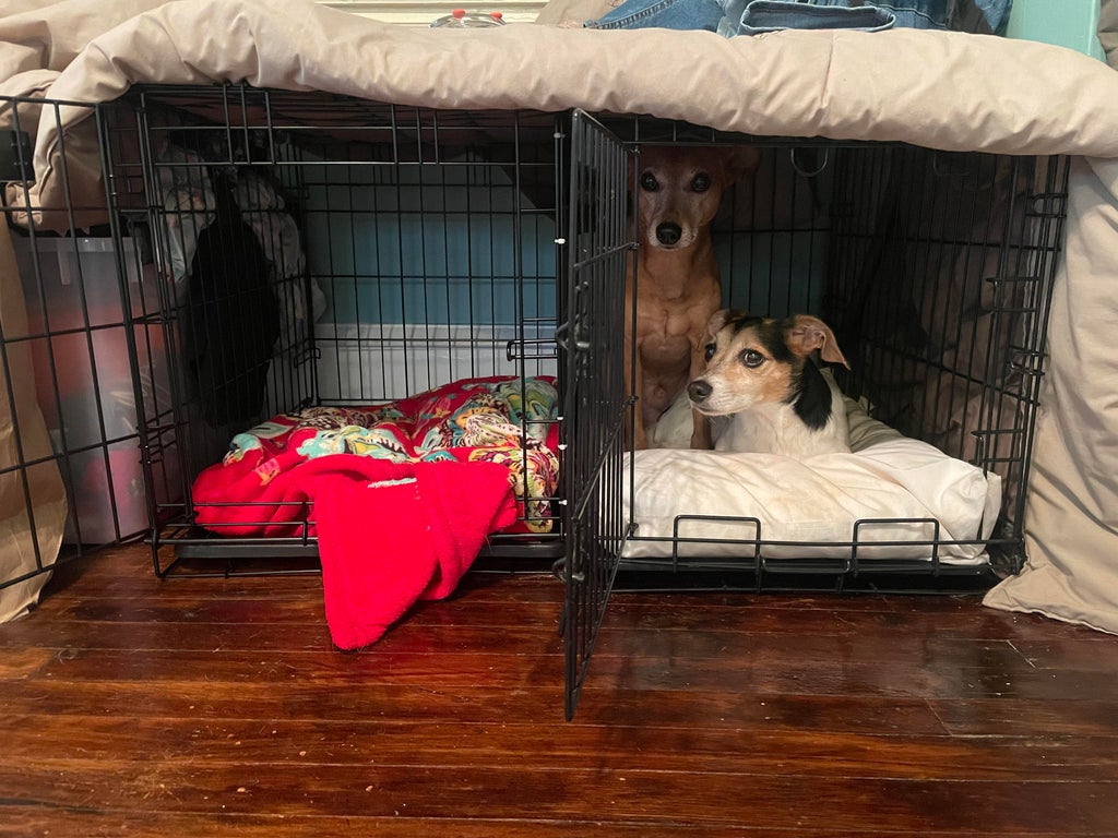 two crates with two dogs in one of them