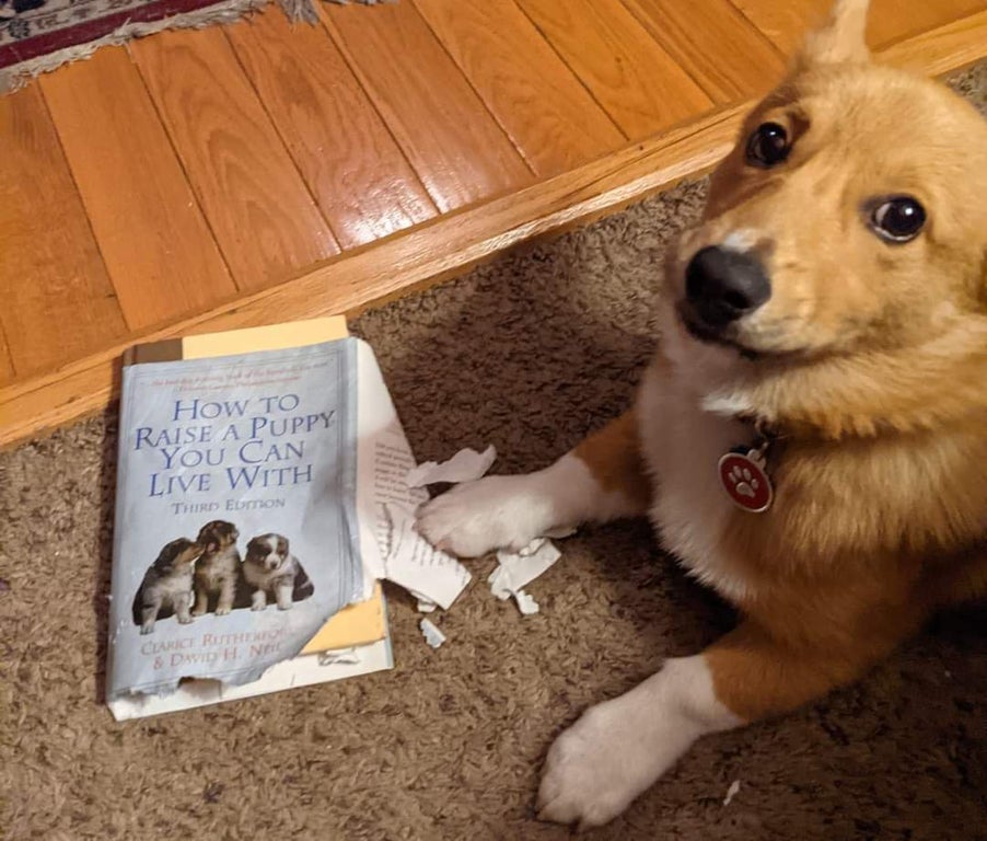 dog looking guilty next to a chewed and torn up book on how to raise a puppy you can live with 