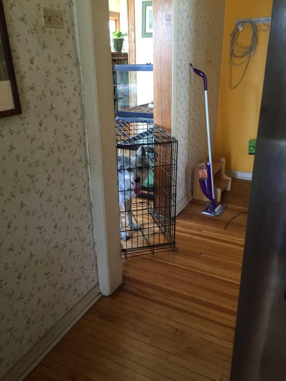 dog walking around house while in a crate