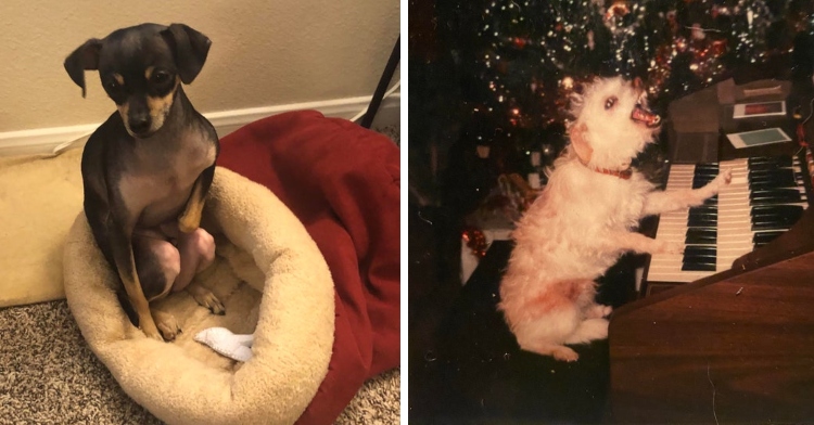 dog sitting in a dog bed like a human with very human looking knees and white dog playing an electronic keyboard and singing