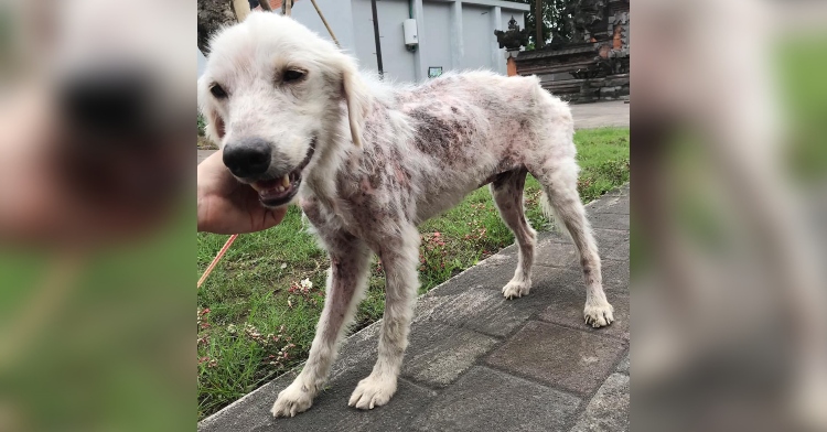 bobby the rescued dog