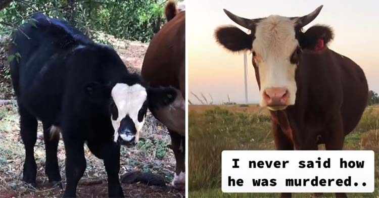 black cow next to brown cow with caption that reads "i never said how he was murdered"