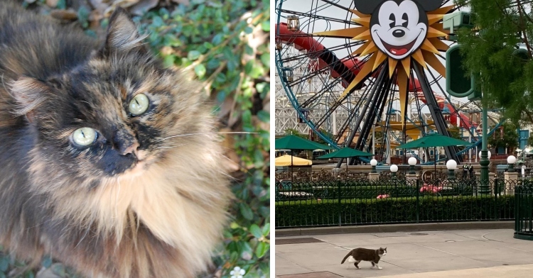 close up of calico cat face and cat roaming Disneyland