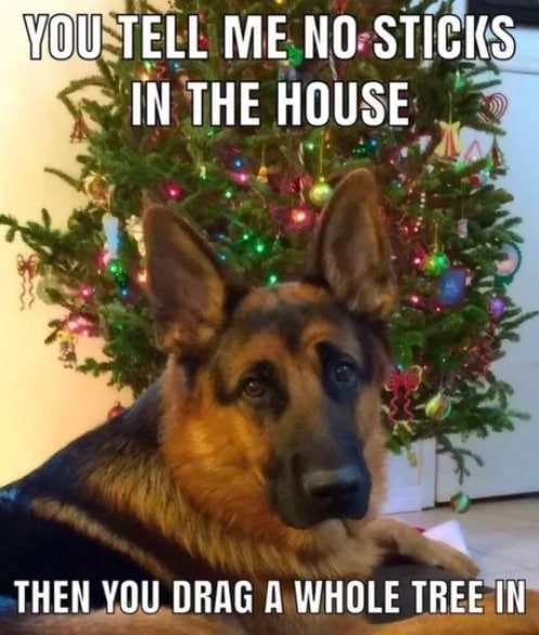 dog asking why there's a tree in the house at Christmas