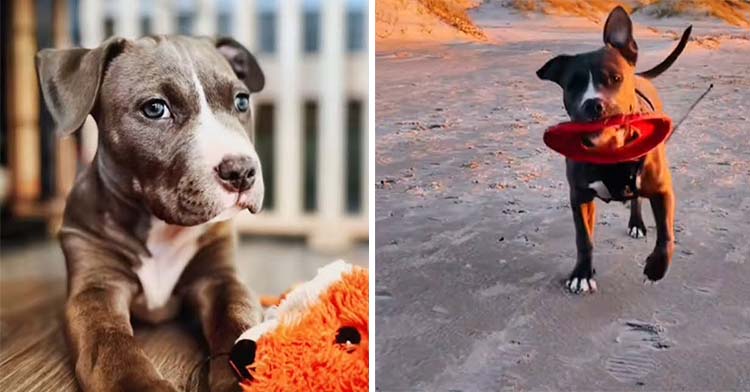 brown dog with floppy ears