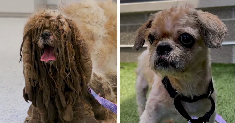 Simon before and after haircut