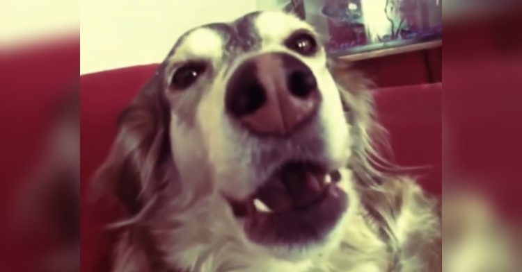 closeup of a dog while it is barking