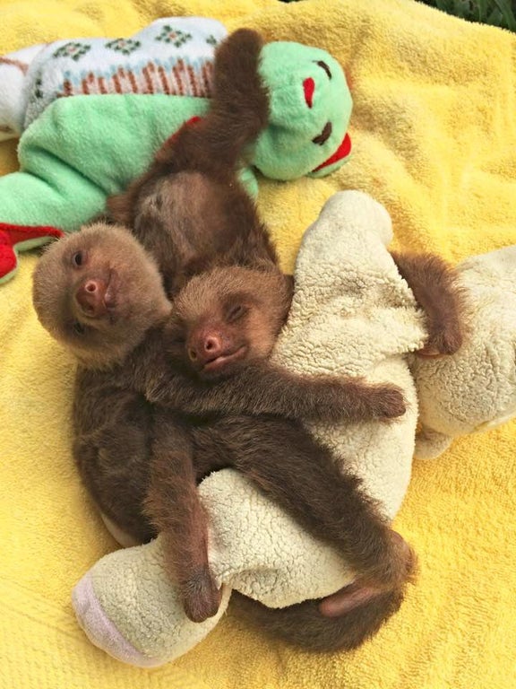 two baby sloths smiling and cuddling with stuffed animals 