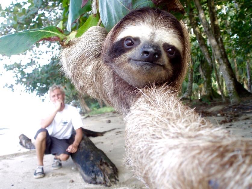sloth taking a selfie while hanging from a tree on a beach with a man sitting on a log in the background while laughing