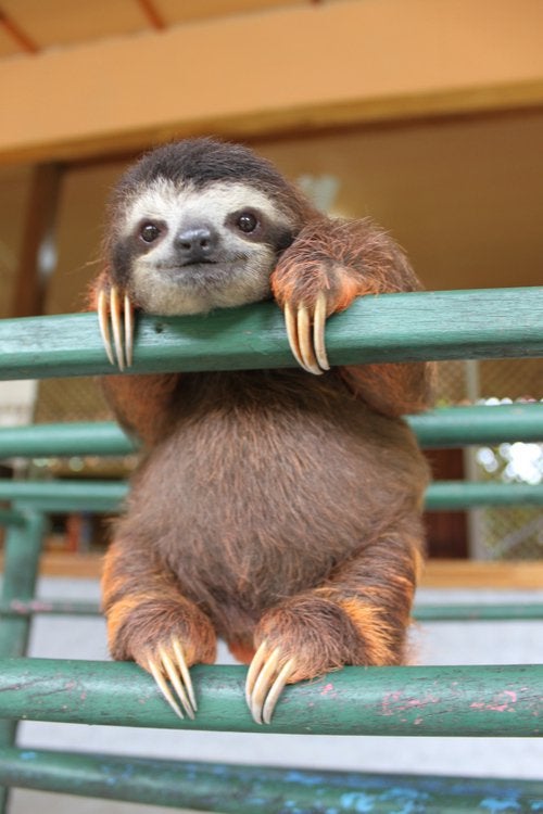 baby sloth smiling 