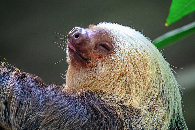 sloth sticking its tongue out with its eyes closed
