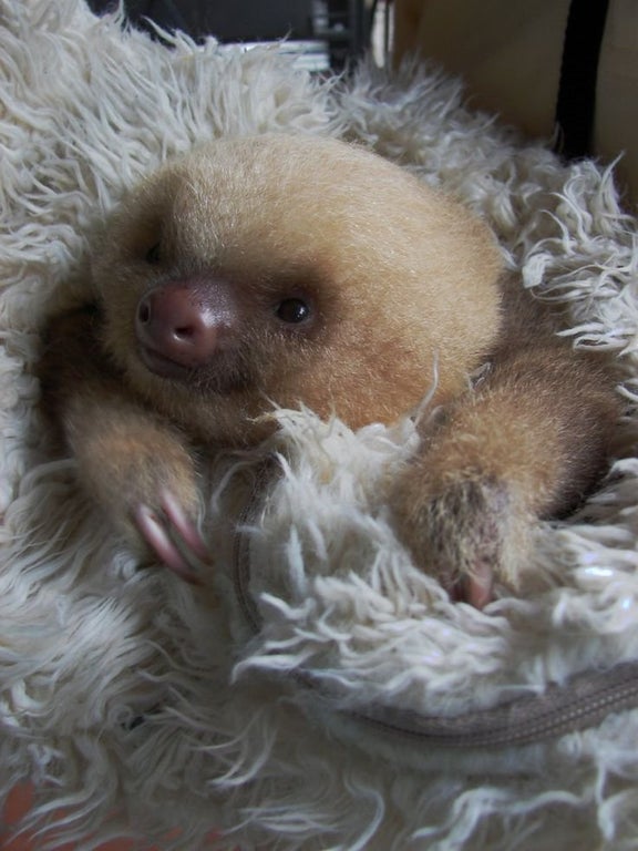 baby sloth smiling and snuggle up in a fluffy rug