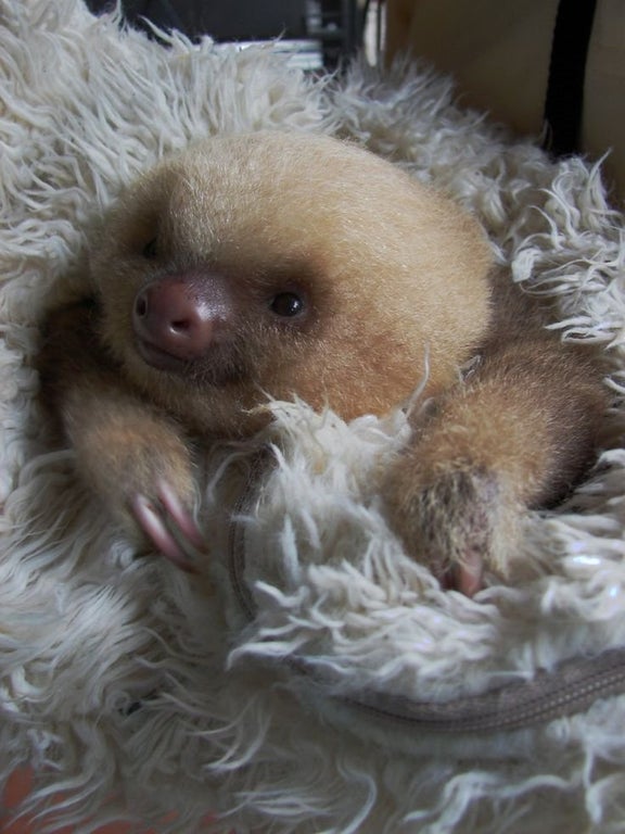 baby sloth hugging stuffed animal