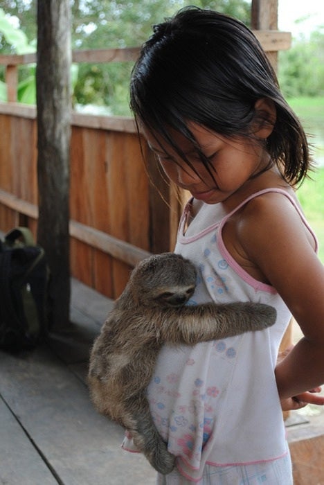 little girl looking down at the baby sloth clinging onto her stomach