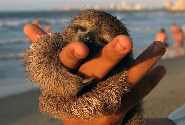 small but fully grown pigmy sloth wrapped around someone's hand as they happily sleep