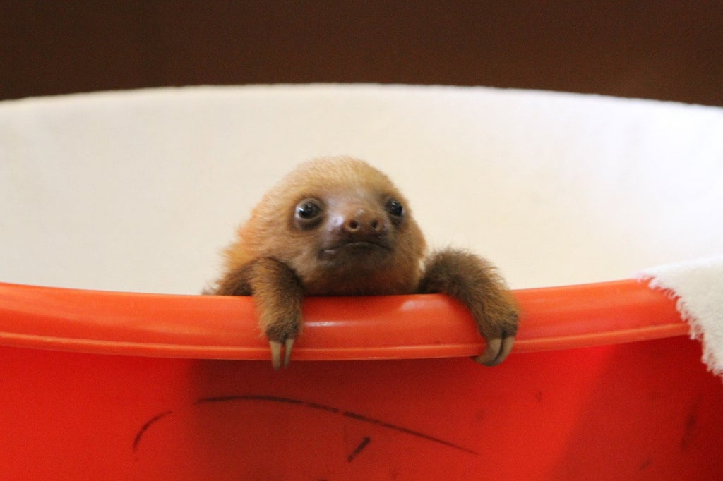 baby sloth hanging on the edge of a bucket