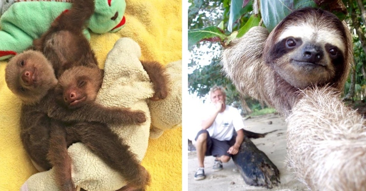 two baby sloths smiling and cuddling with stuffed animals and sloth taking a selfie while hanging from a tree on a beach with a man sitting on a log in the background while laughing